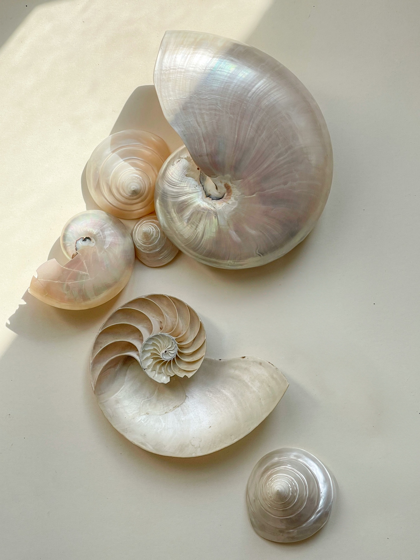 Iridescent nautilus and pearl seashells arranged on a soft cream surface